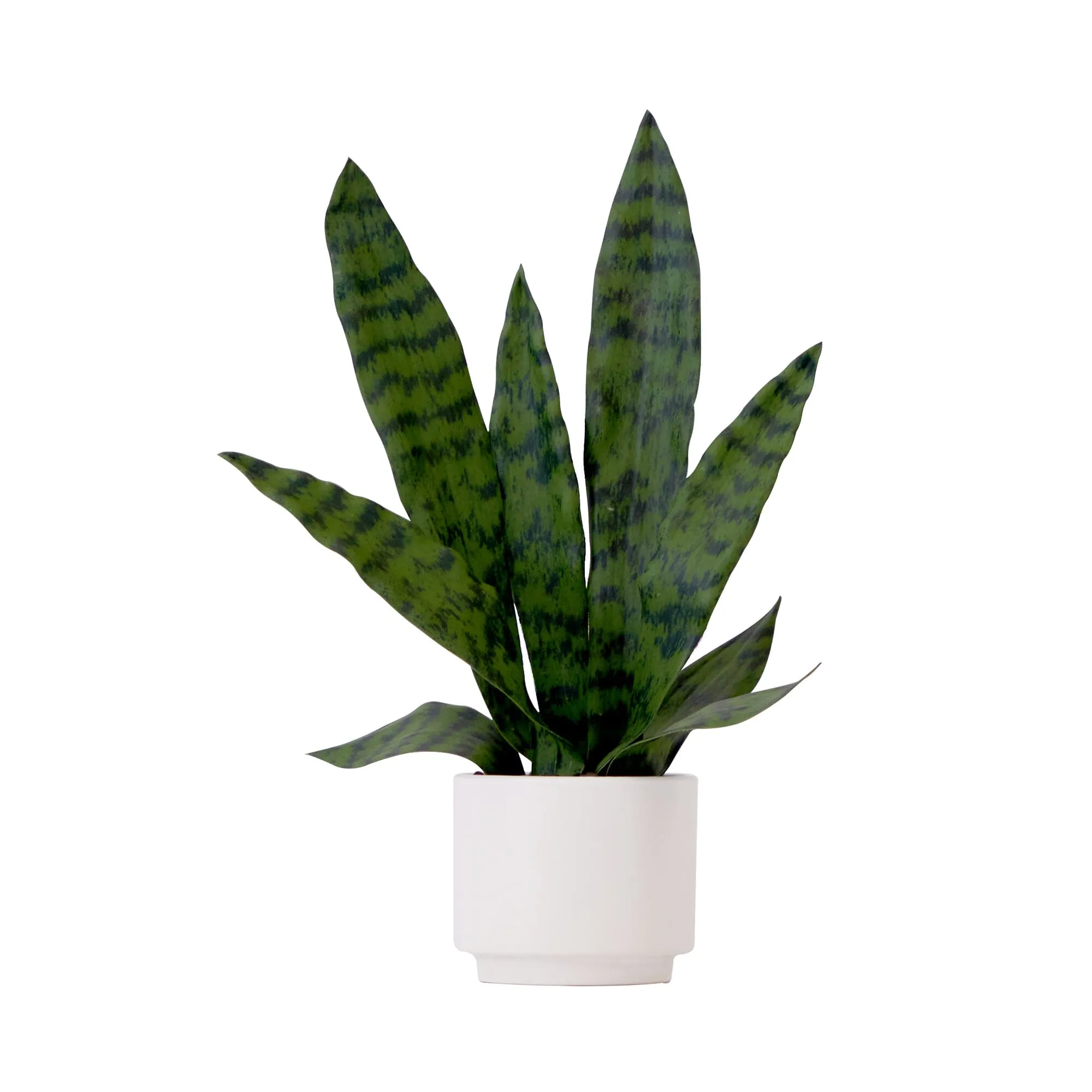 16" Artificial Sansevieria Snake Plant with Decorative Planter